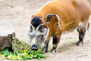 Red River Hog