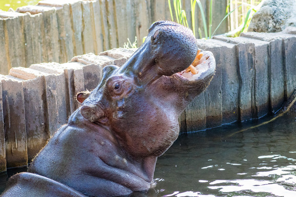 Hippopotamus