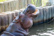 Hippopotamus