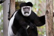 Eastern Black-And-White Colobus