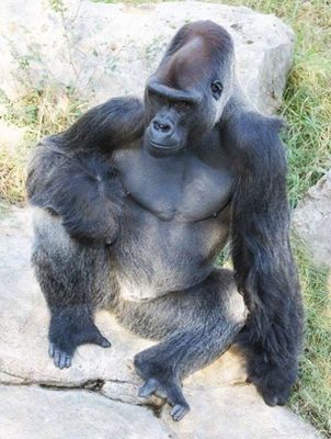 Western Lowland Gorilla