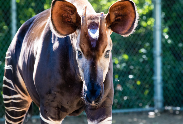 Okapi