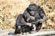 Chimpanzee