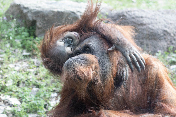 Sumatran Orangutan