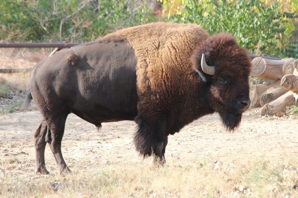 American Bison