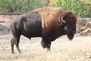 American Bison