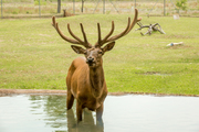 American Elk