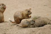 Black-Tailed Prairie Dog