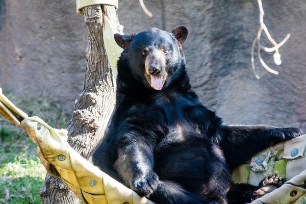 North American Black Bear