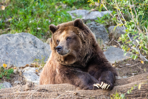 Grizzly Bear