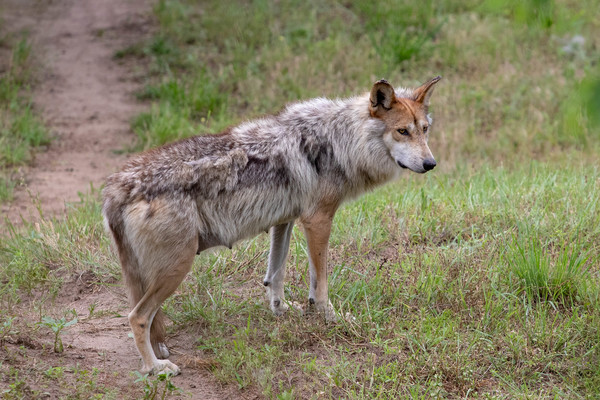 Mexican Wolf