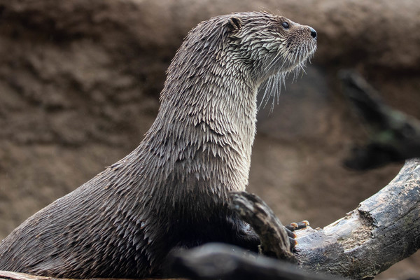 North American River Otter