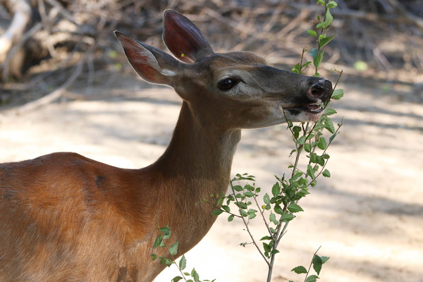 White-Tailed Deer