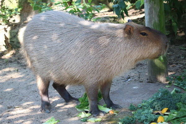 Capybara