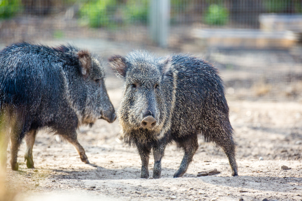 Chacoan Peccary