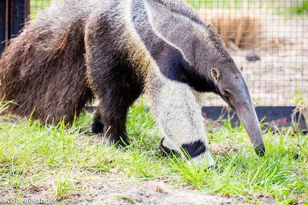 Giant Anteater