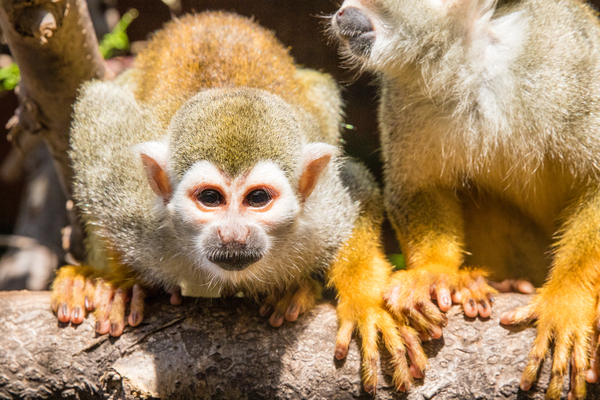 Common Squirrel Monkey