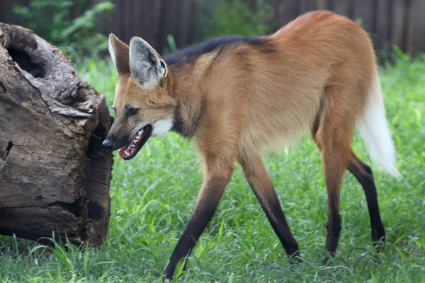 Maned Wolf