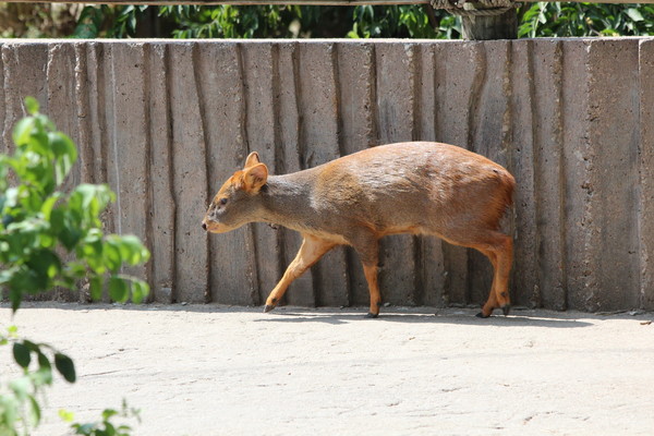 Southern Pudu