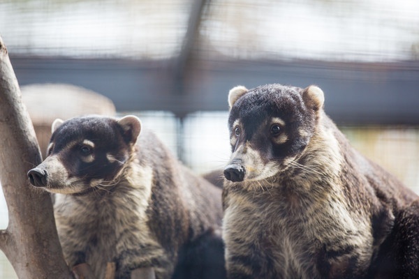 White-Nosed Coati