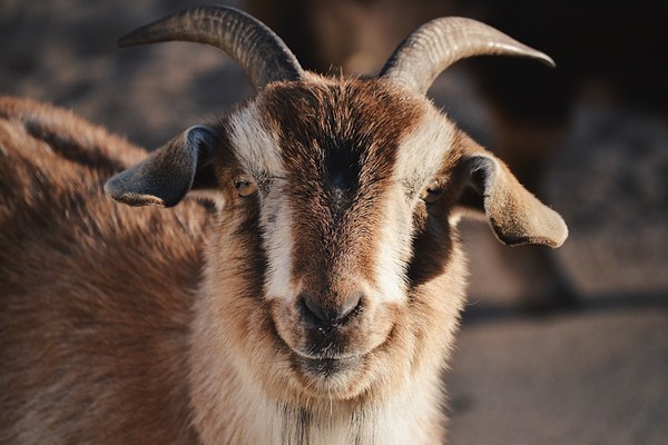 Arapawa Goat