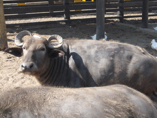 Asiatic Water Buffalo