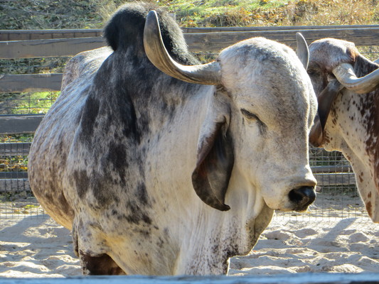 Domestic Zebu