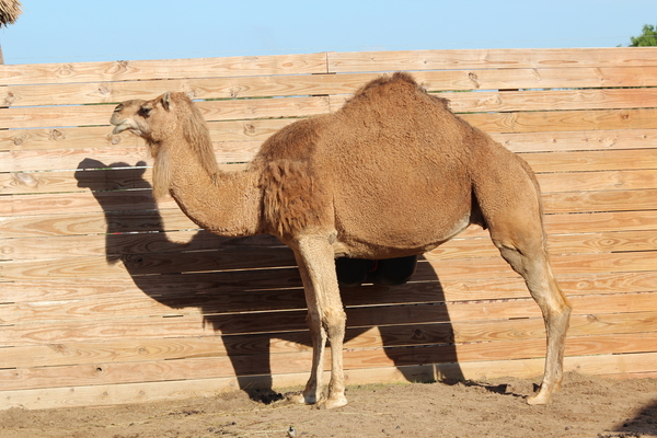 Dromedary Camel