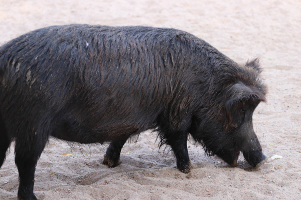 Guinea Hog