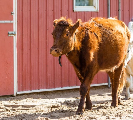 Heritage Shorthorn Cow