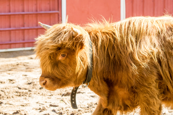 Highland Cow