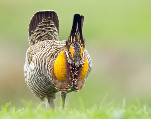 Attwater's Prairie Chicken (Males)