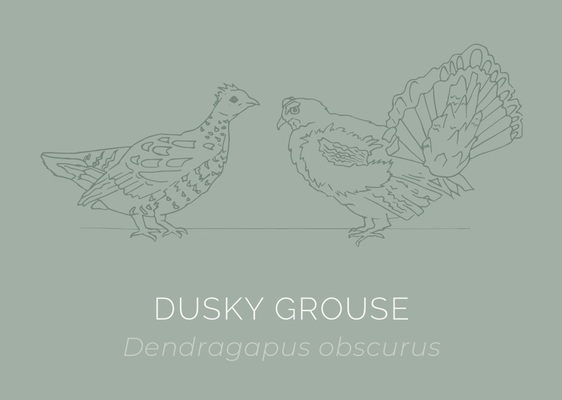 Dusky Grouse (Male)