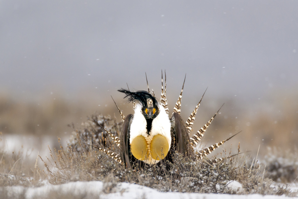 Gunnison Sage-Grouse (Males)