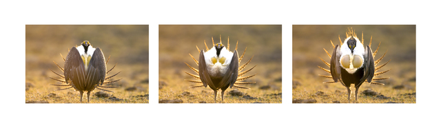 Greater Sage-Grouse (Males)