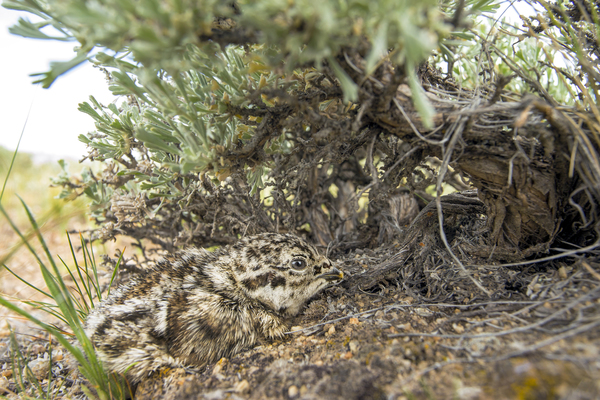 Greater Sage-Grouse (Juvenile)