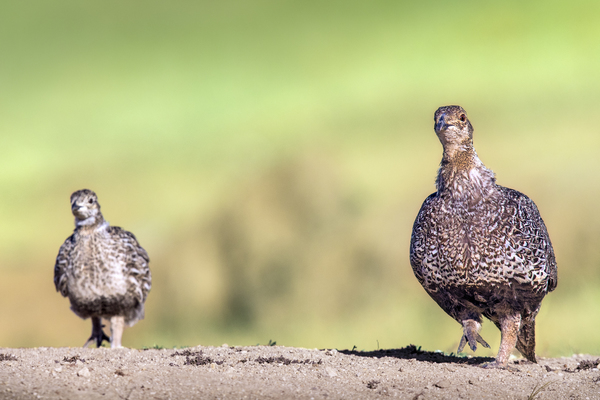 Greater Sage-Grouse (Female)