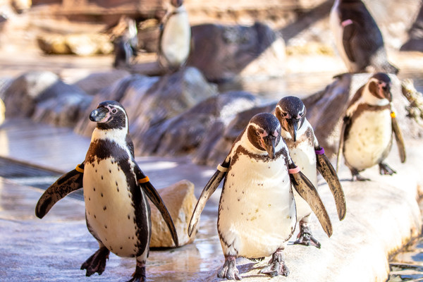 Humboldt Penguin