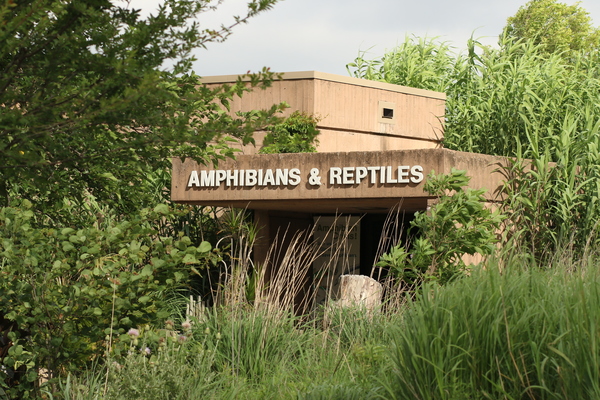 Amphibians & Reptiles