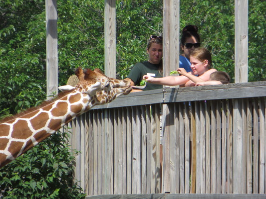 Giraffe Feeding