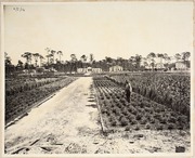 Vizcaya's Farm