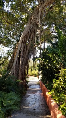 Strangler Fig Tree