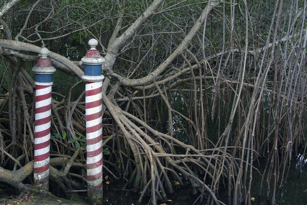 Mangroves