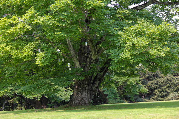 Oracle Tree