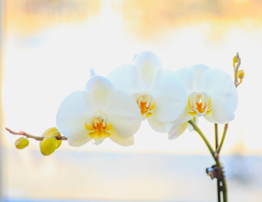 Phalaenopsis Orchid