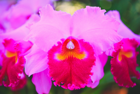 Cattleya Orchids