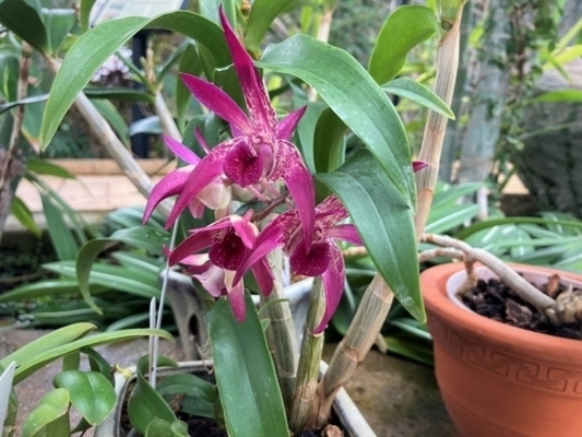 Dendrobium Orchids