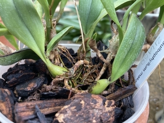 Bulbophyllum Orchids