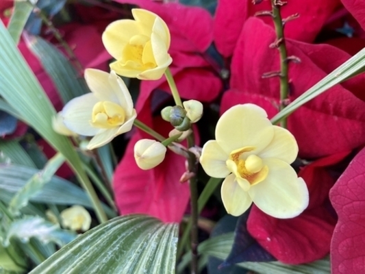 Spathoglottis Ground Orchids