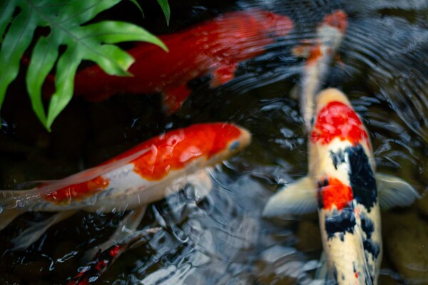 Koi Fish